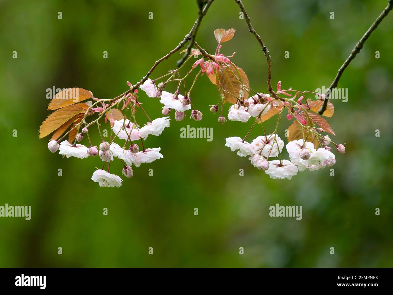 Beautiful Cherry Blossom (Prunus species) photographed against an out of focus green foliage background Stock Photo