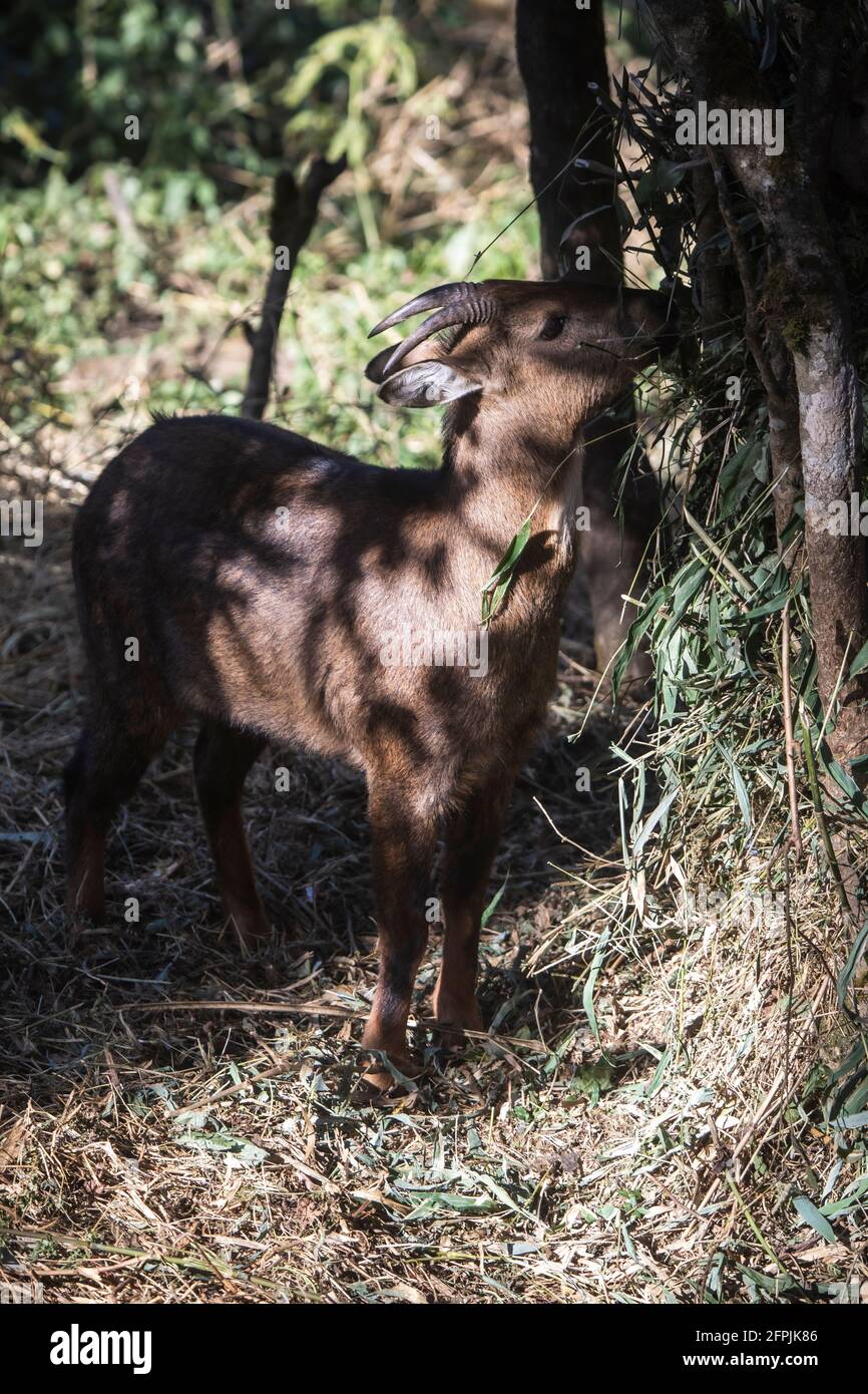 Red Goral, Naemorhedus baileyi, Sikkim, India Stock Photo