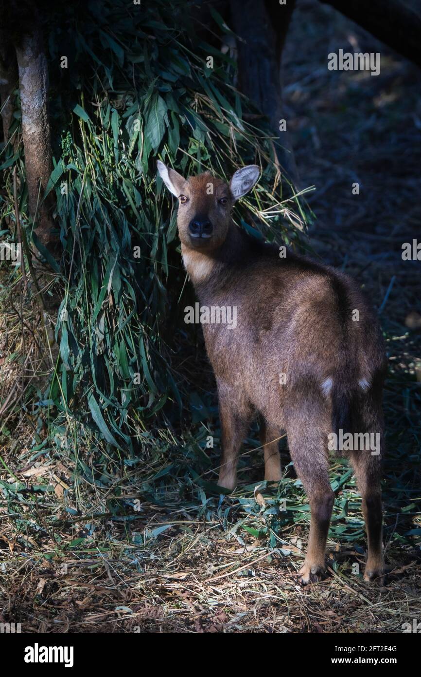 Red Goral, Naemorhedus baileyi, Sikkim, India Stock Photo