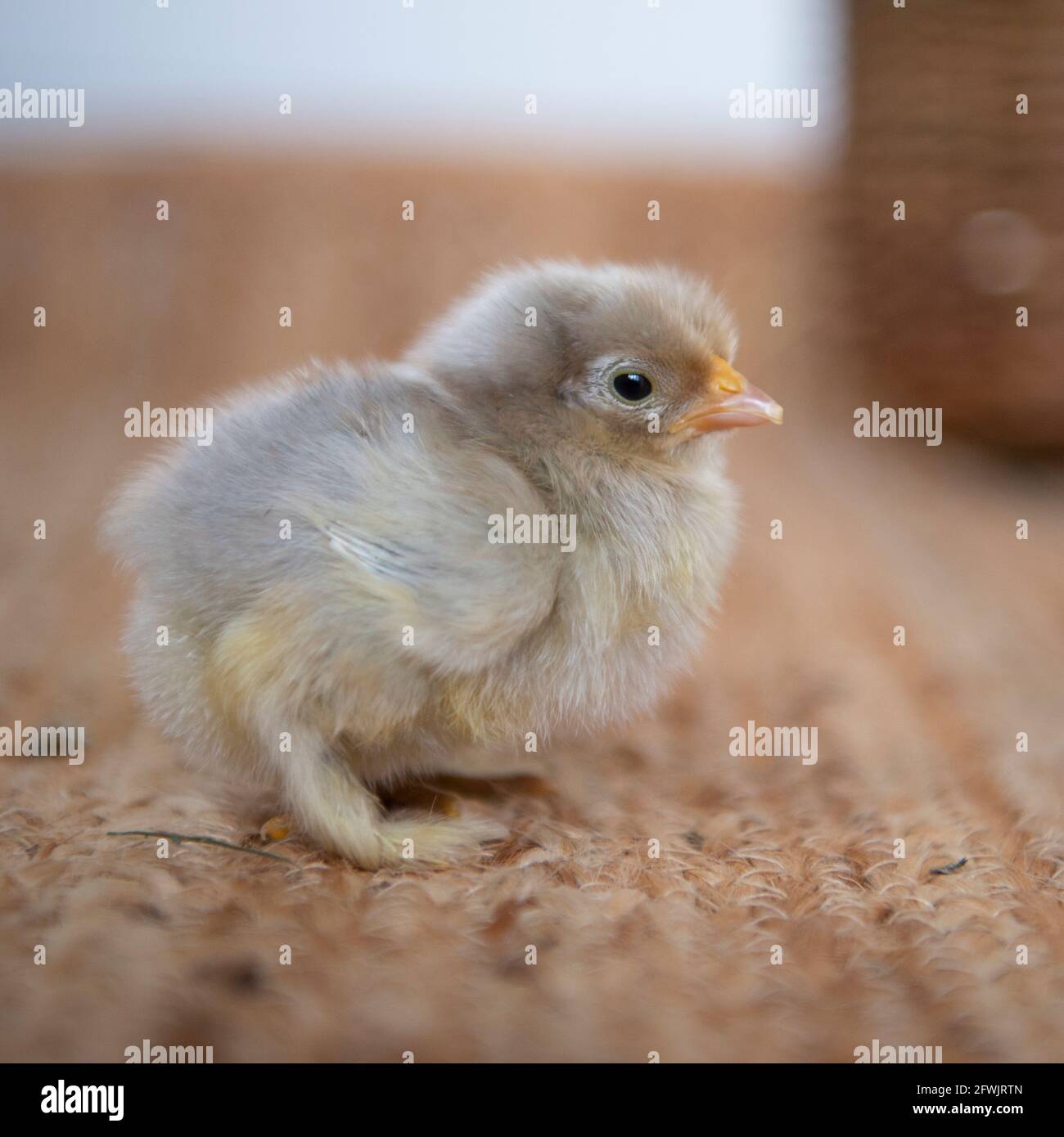 day old lavender pekin bantam chick Stock Photo