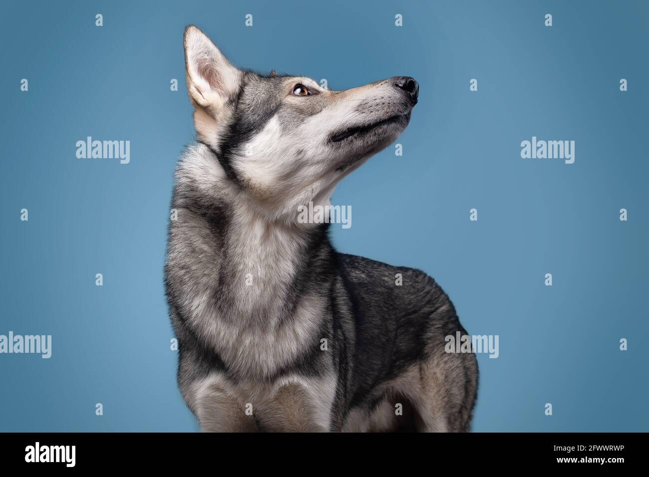 The beautiful wolf dog of Saarlos Stock Photo