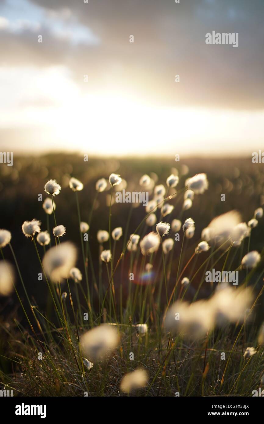 Romantic cotton grass in the moor, germany Stock Photo