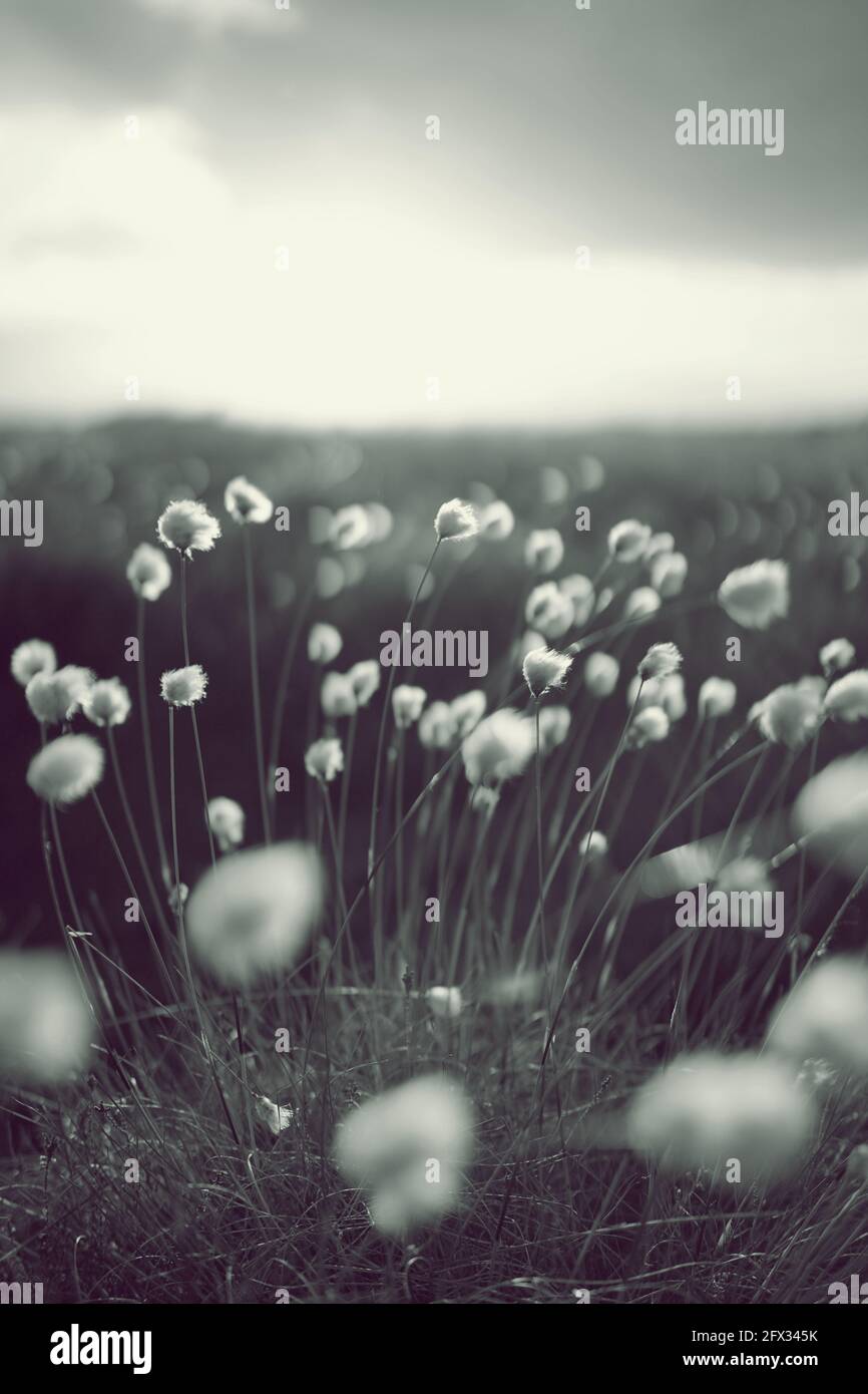 Romantic cotton grass in the moor, germany Stock Photo