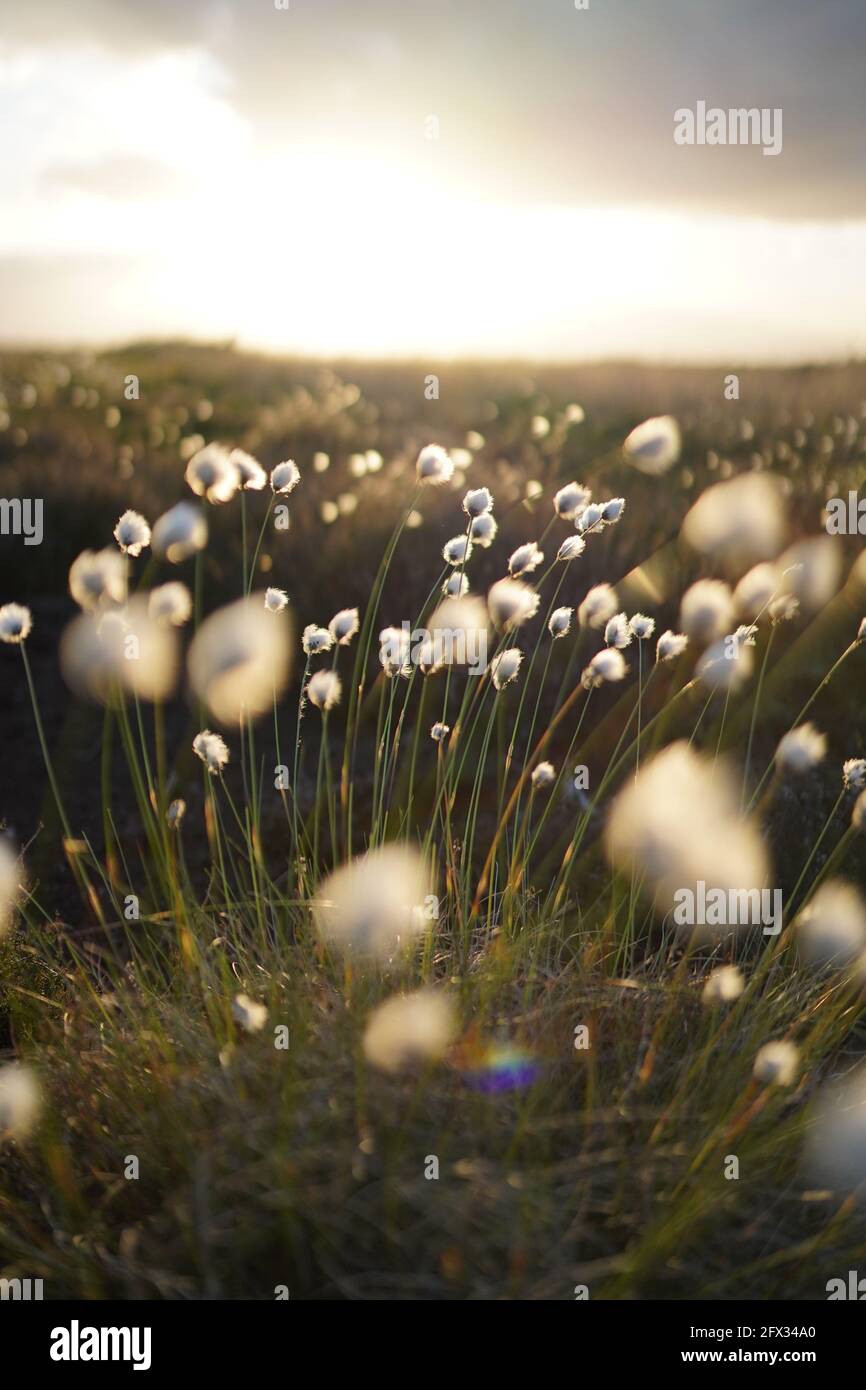 Romantic cotton grass in the moor, germany Stock Photo