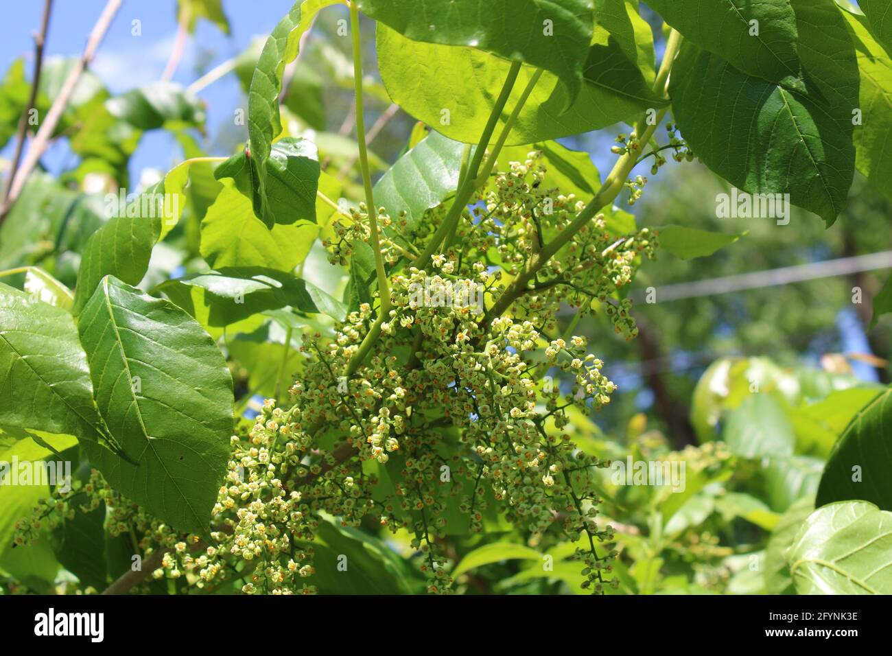 Flowers Of Poison Ivy at mariasspencer blog image.