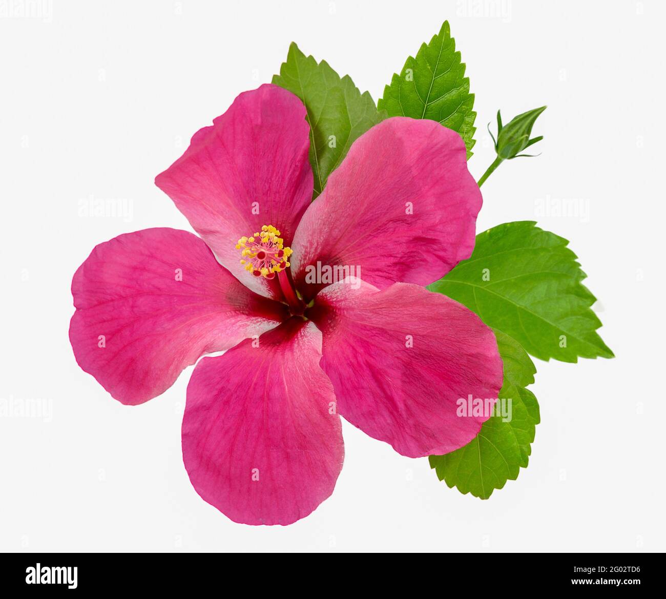 Hibiscus flower isolated on white background Stock Photo