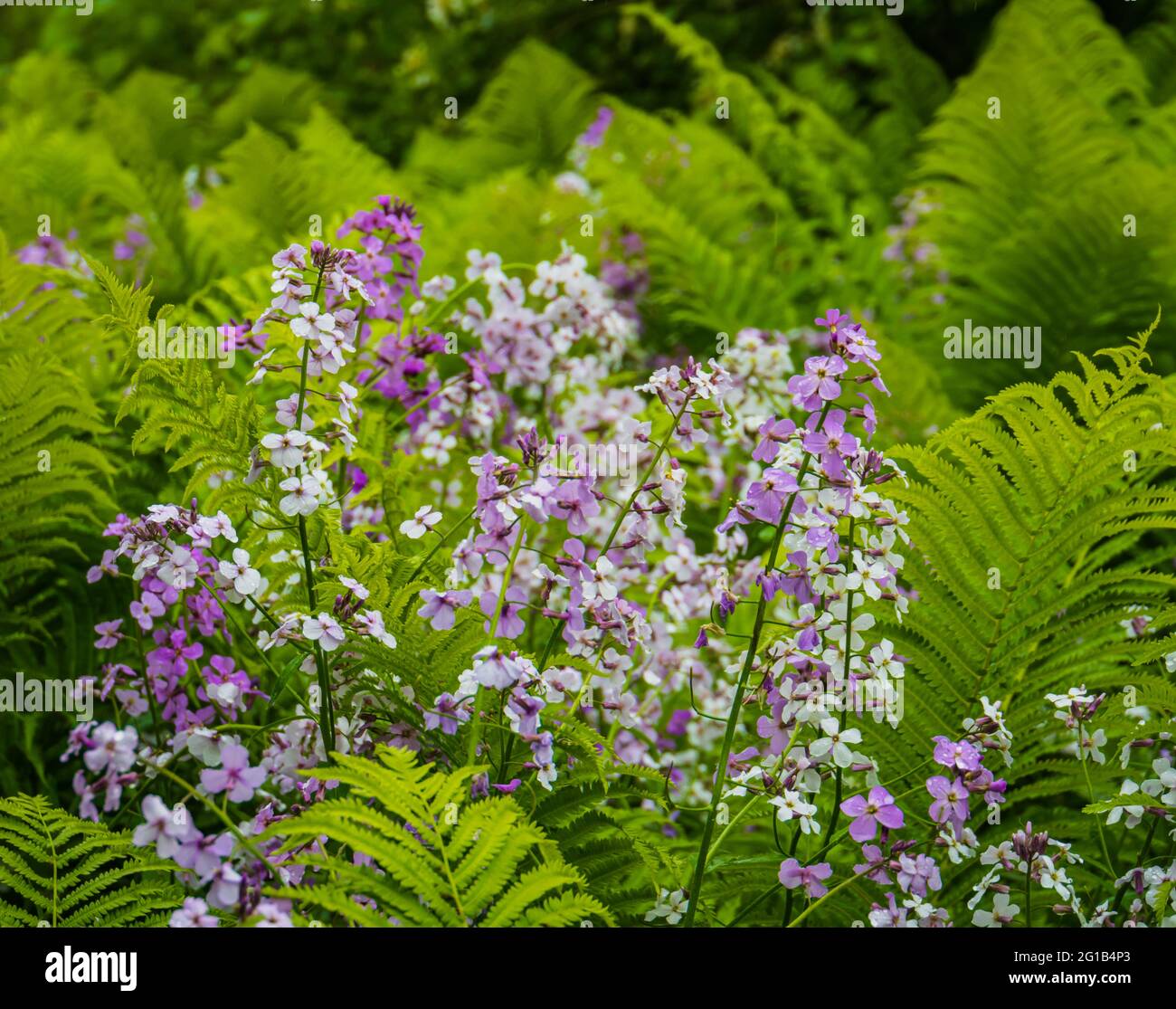 purple and white wild phlox flowering among woodland ferns Stock Photo