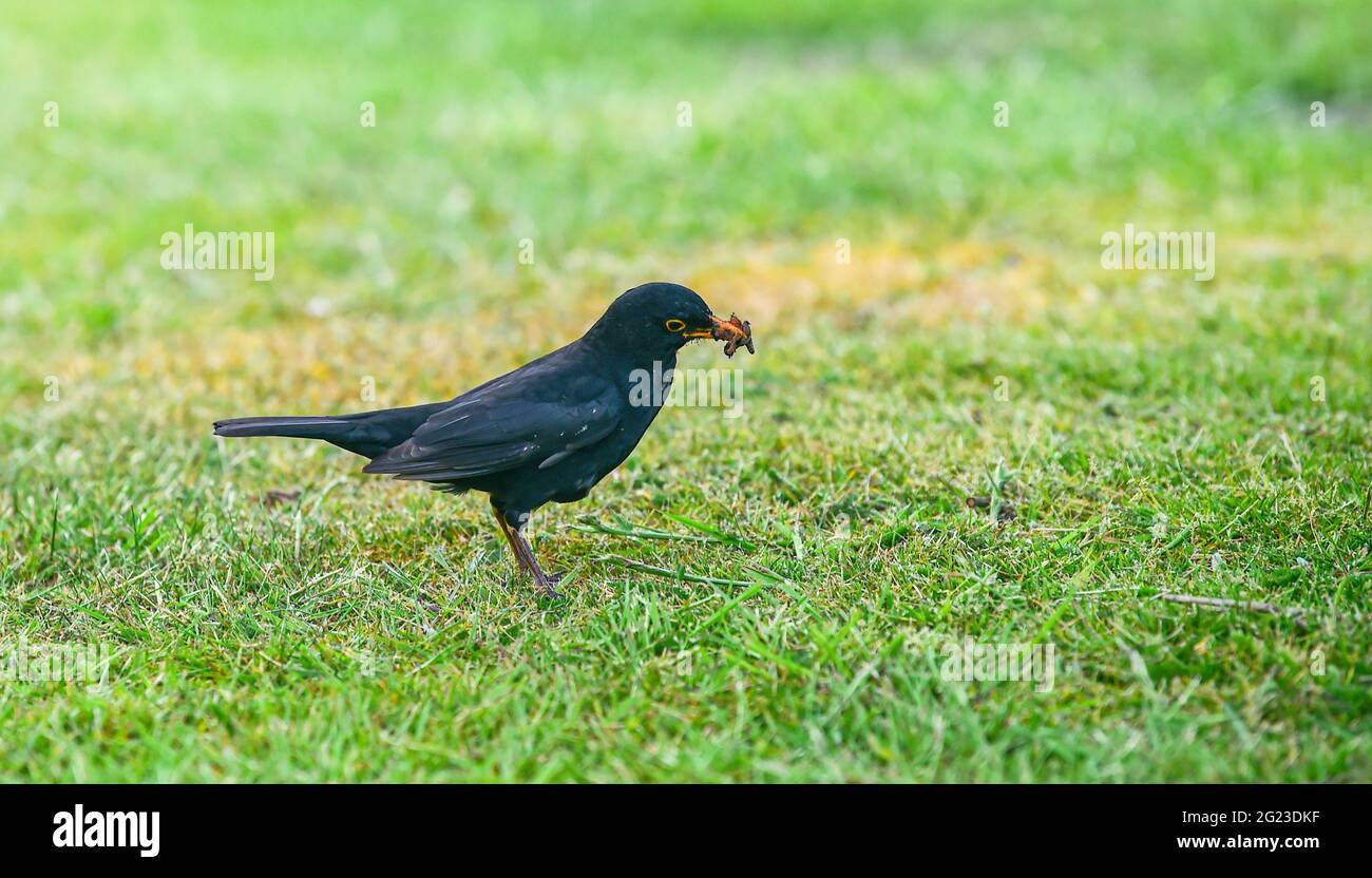 Blackbird - Turdus merula collecting food and nesting material from garden lawn   Photograph taken by Simon Dack Stock Photo