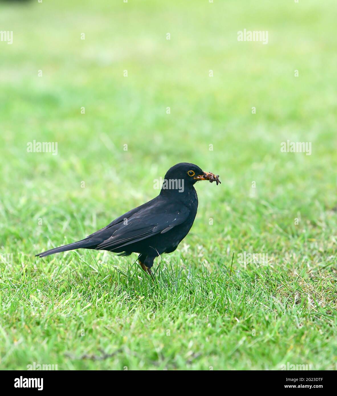 Blackbird - Turdus merula collecting food and nesting material from garden lawn   Photograph taken by Simon Dack Stock Photo