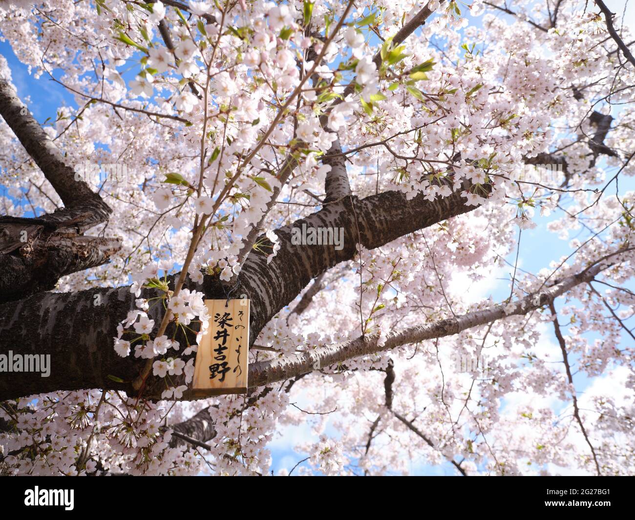 Prunus Yedoensis Stock Photo