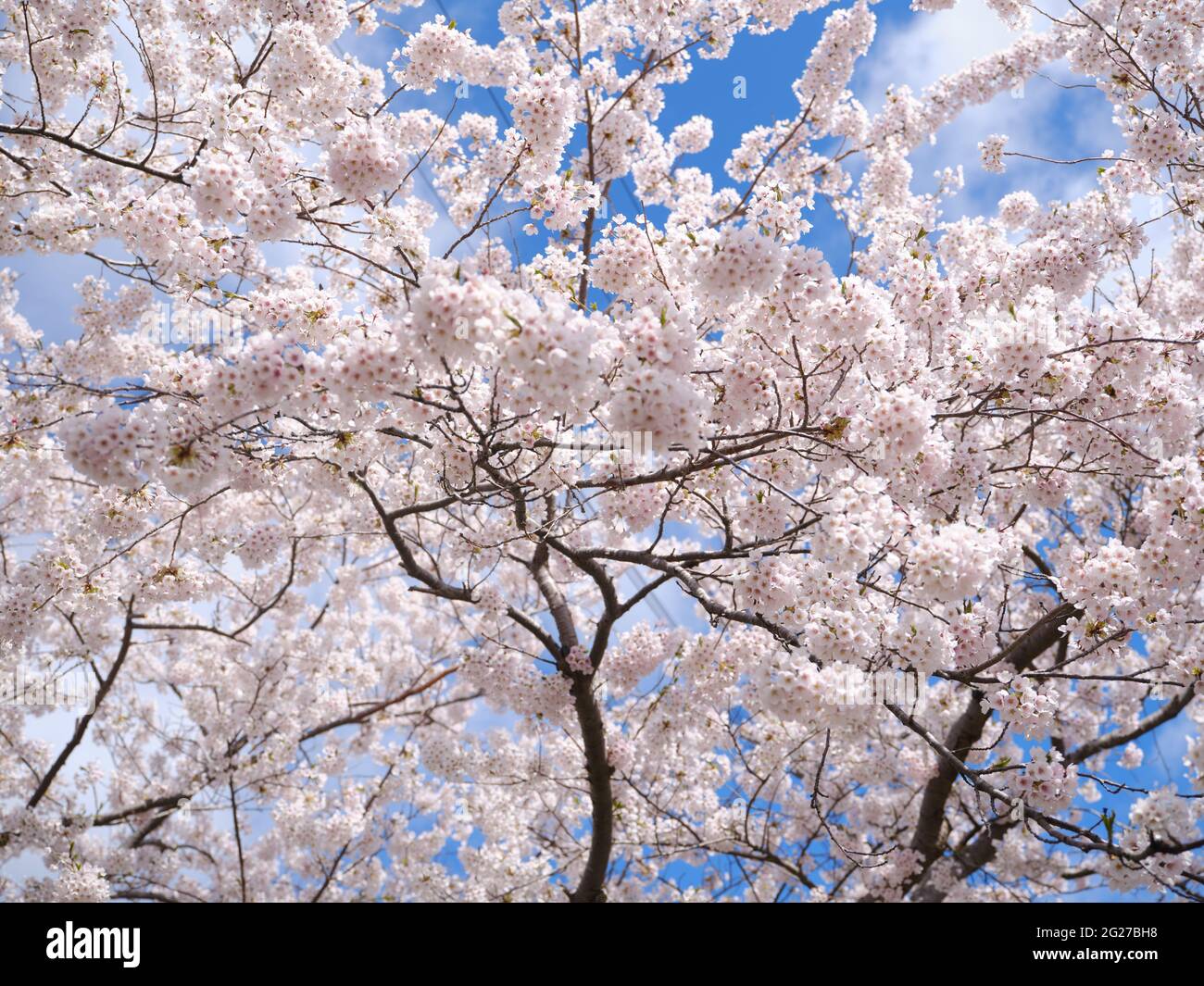 Prunus Yedoensis Stock Photo