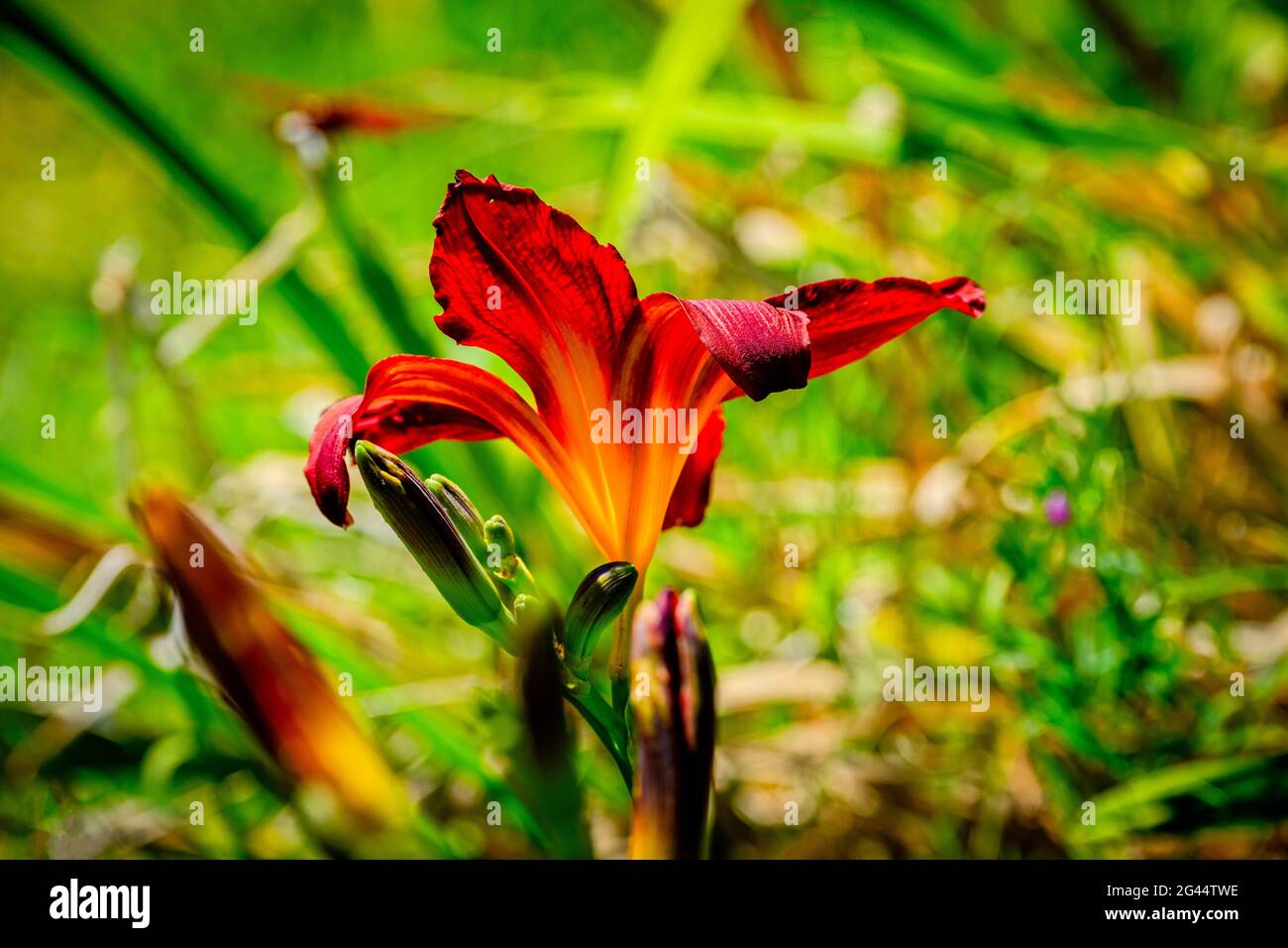 Close-up shot of red lily Stock Photo