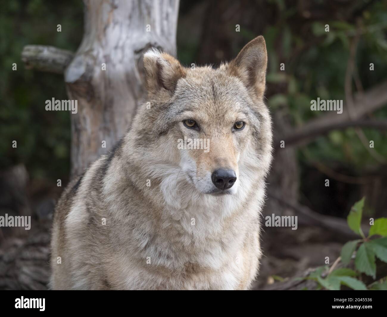 Grey Wolf Canis lupus Portrait - captive animal Stock Photo