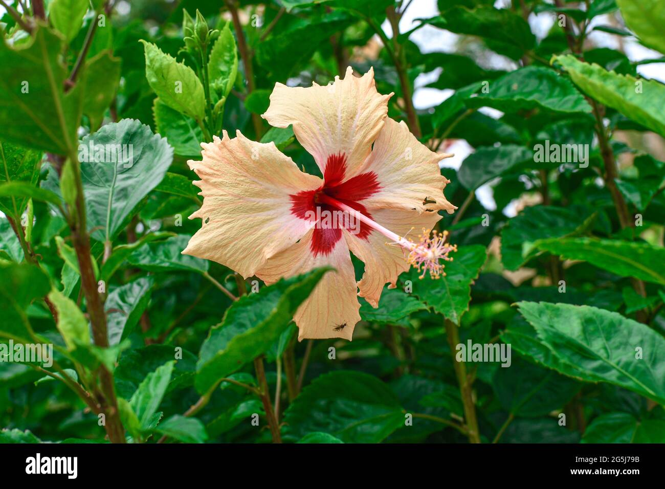 White Chaina Rose Flower With Green Leaves and branches.  Looking attractive on the plant  in  sunlight. Stock Photo