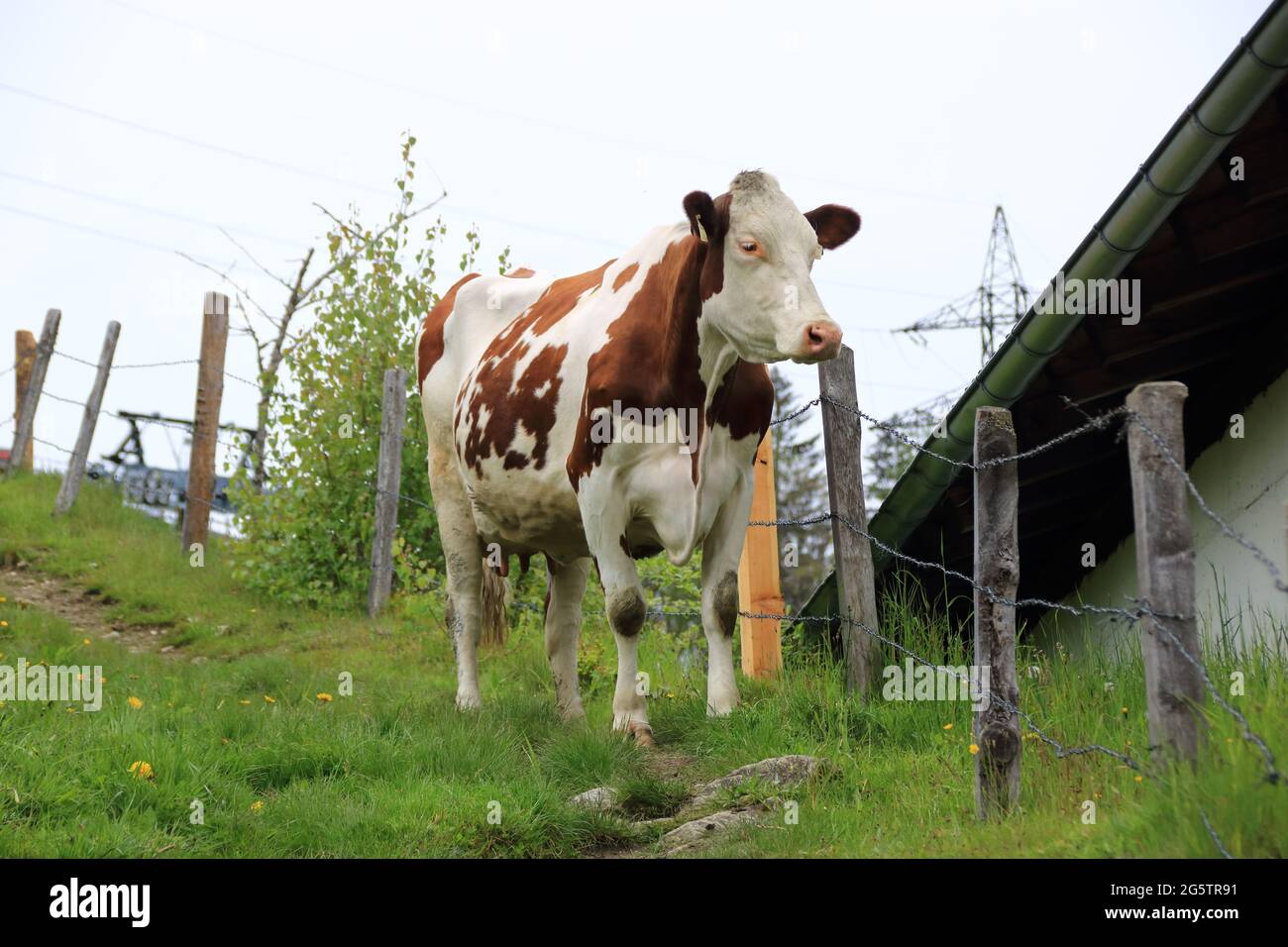 Cow stands on a hiking trail in the Alps Stock Photo