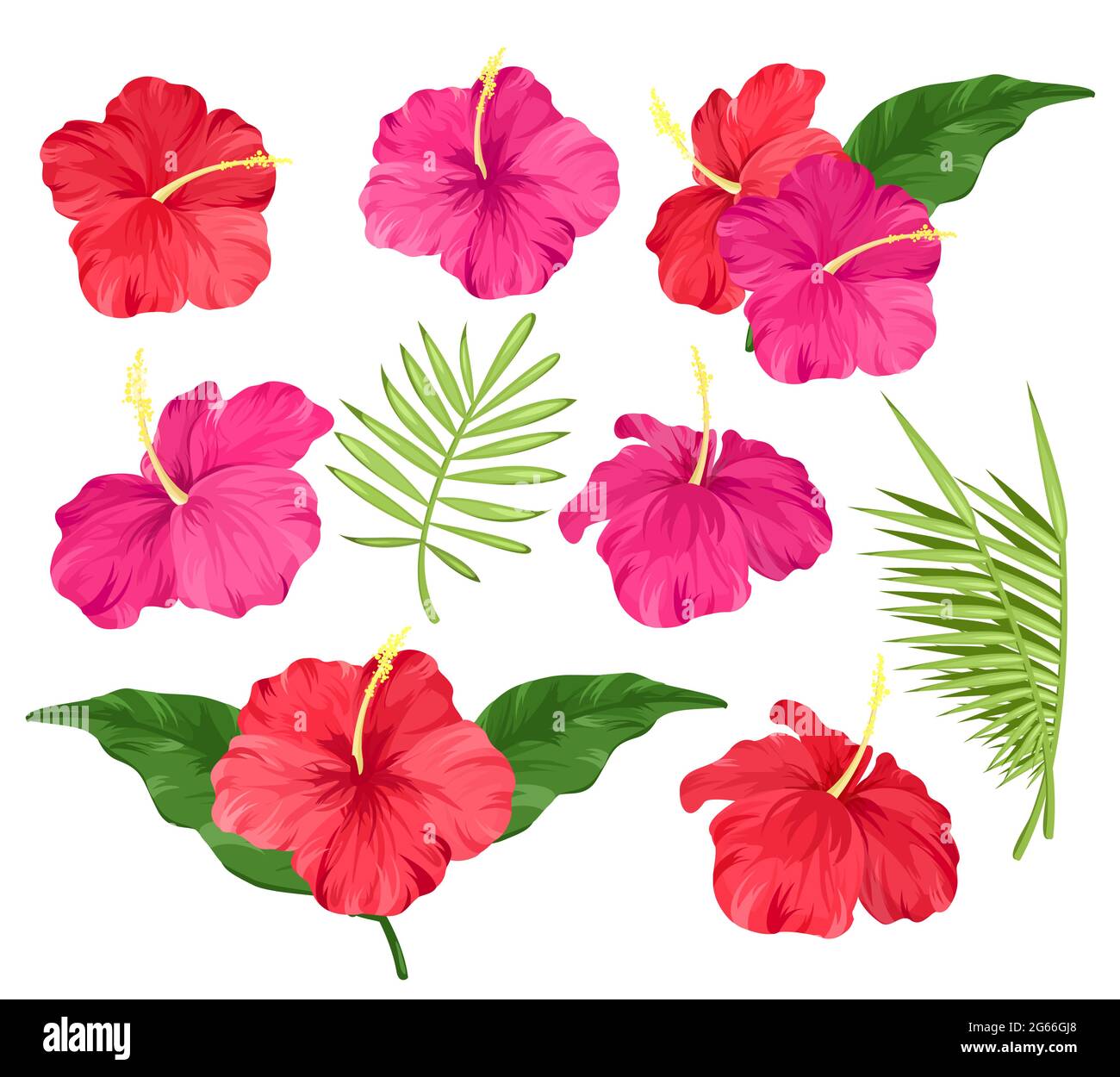 Vector illustration of hibiscus flowers pink and red color, tropical flowers, palm leaves, hibiscus flowers set isolated on white background. Stock Vector