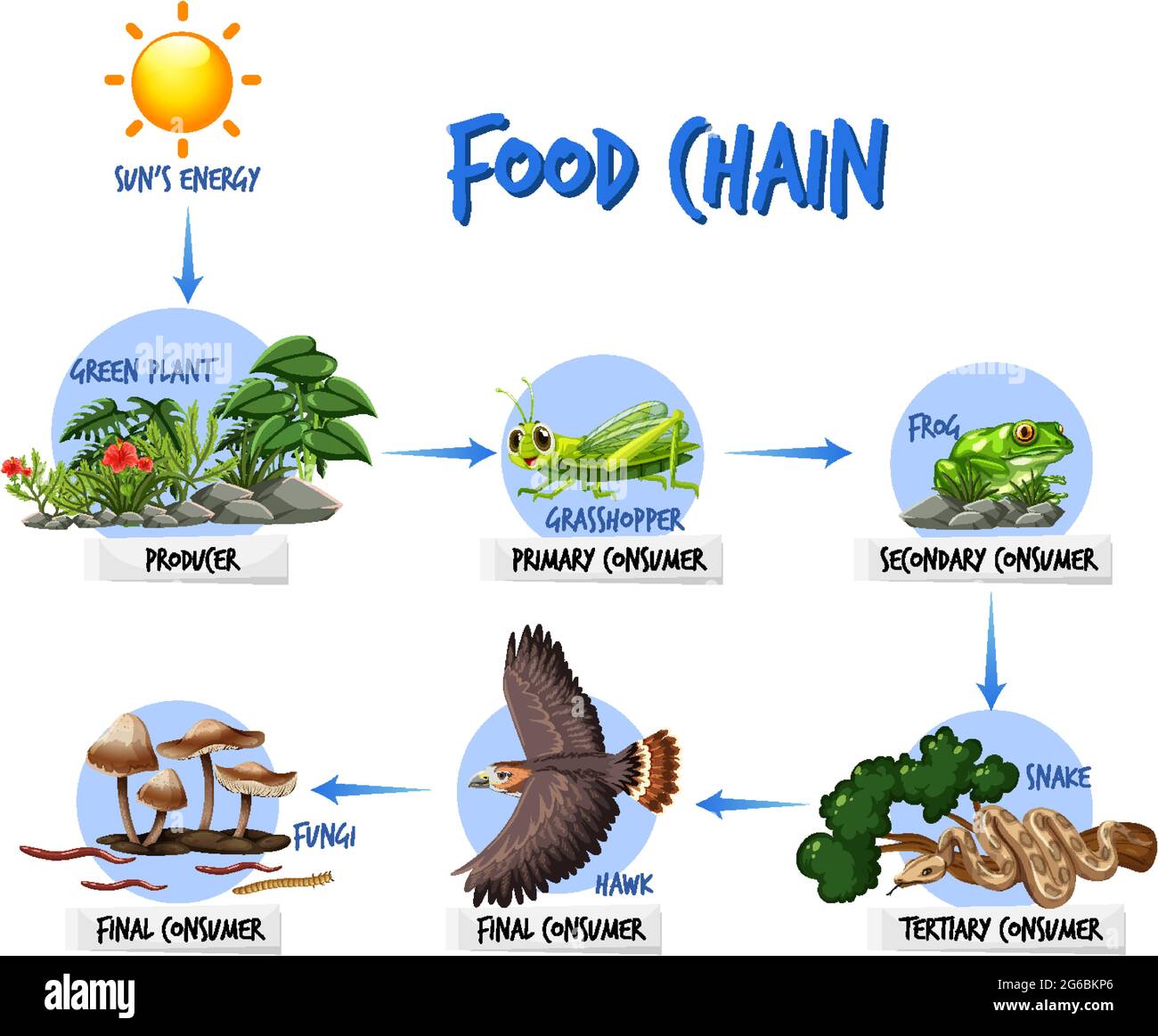 Food chain diagram concept illustration Stock Vector