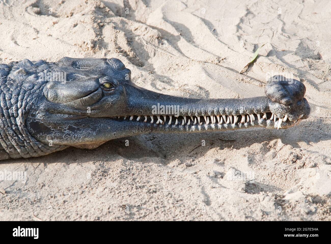 Indian Gharial, Gavialis gangeticus Stock Photo