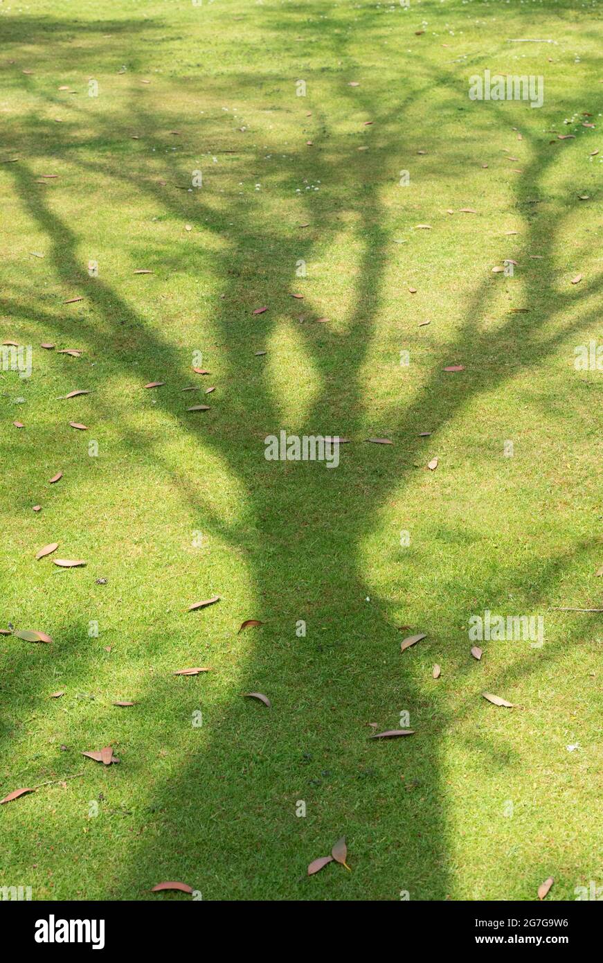 Tree shadow on mown grass lawn. UK Stock Photo