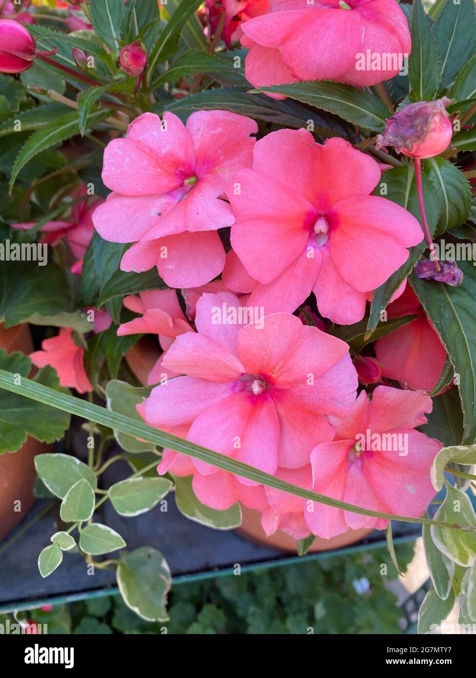 Impatiens walleriana, also known as busy Lizzie, balsam, sultana, or simply impatiens, is a species of the genus Impatiens, native to eastern Africa from Kenya to Mozambique. Stock Photo