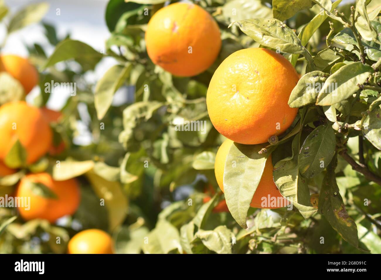 Oranges. Close up view. Frigilana, Spain. Close up view of brightly colored ripe, fresh fruit. Stock Photo