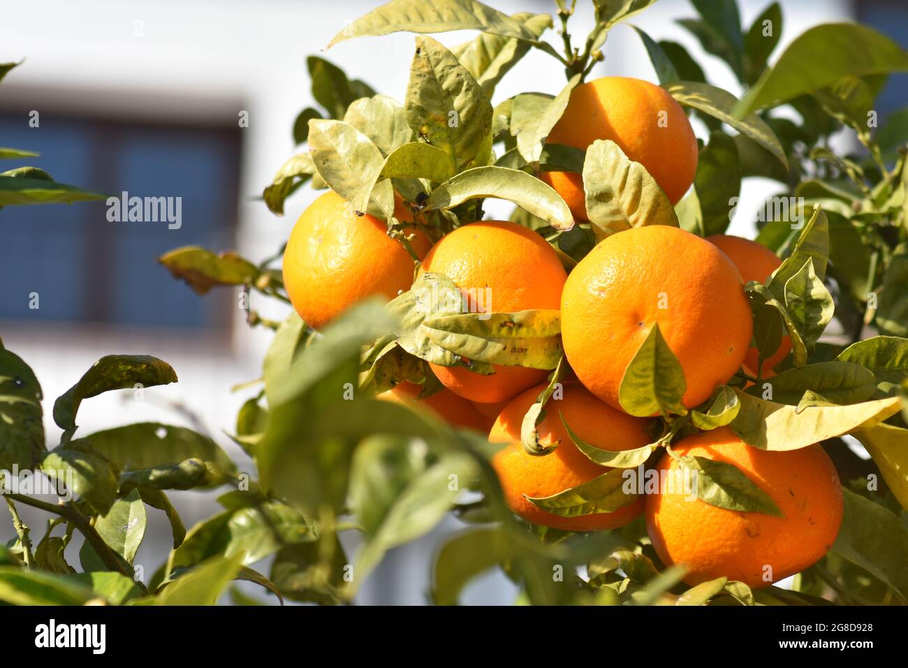 Oranges. Close up view. Frigilana, Spain. Blurred background. Close up view of ripe fruit. Stock Photo