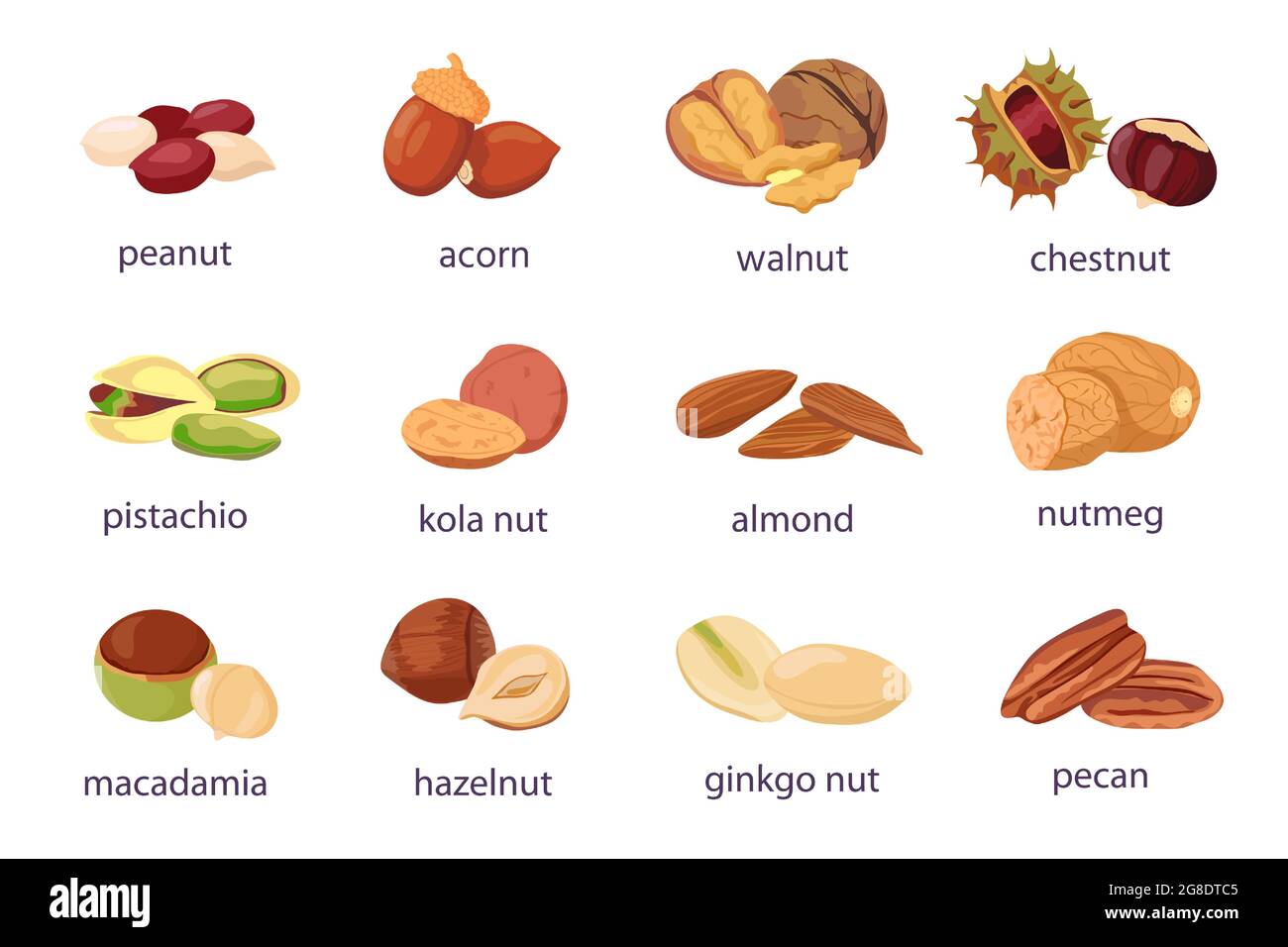 Cartoon nuts. Walnut, hazelnut, pistachio and peanut icon. Healthy organic almond, acorn, ginkgo and kola nut. Food natural snack vector set Stock Vector