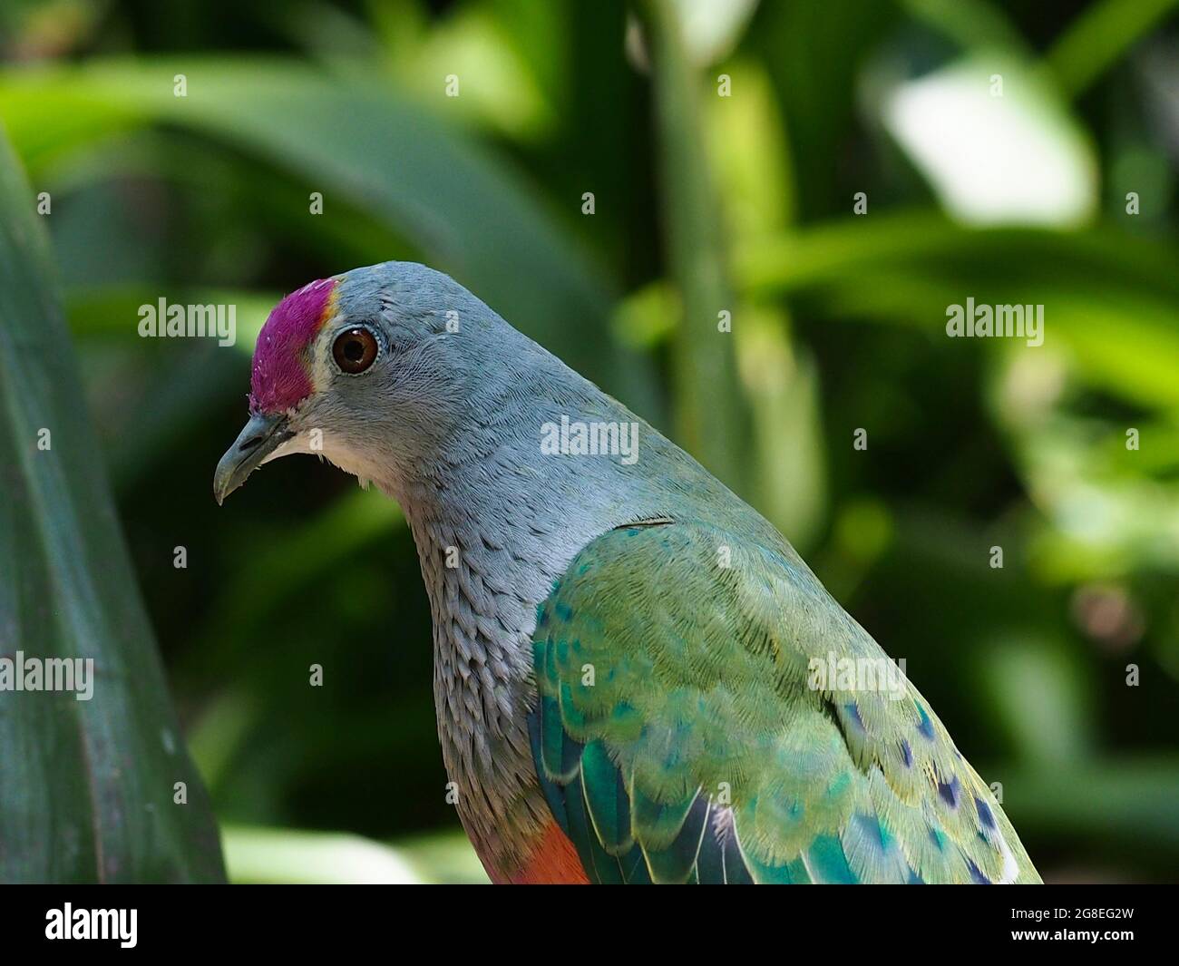 Delightful winsome Rose-Crowned Fruit Dove with exquisite plumage. Stock Photo