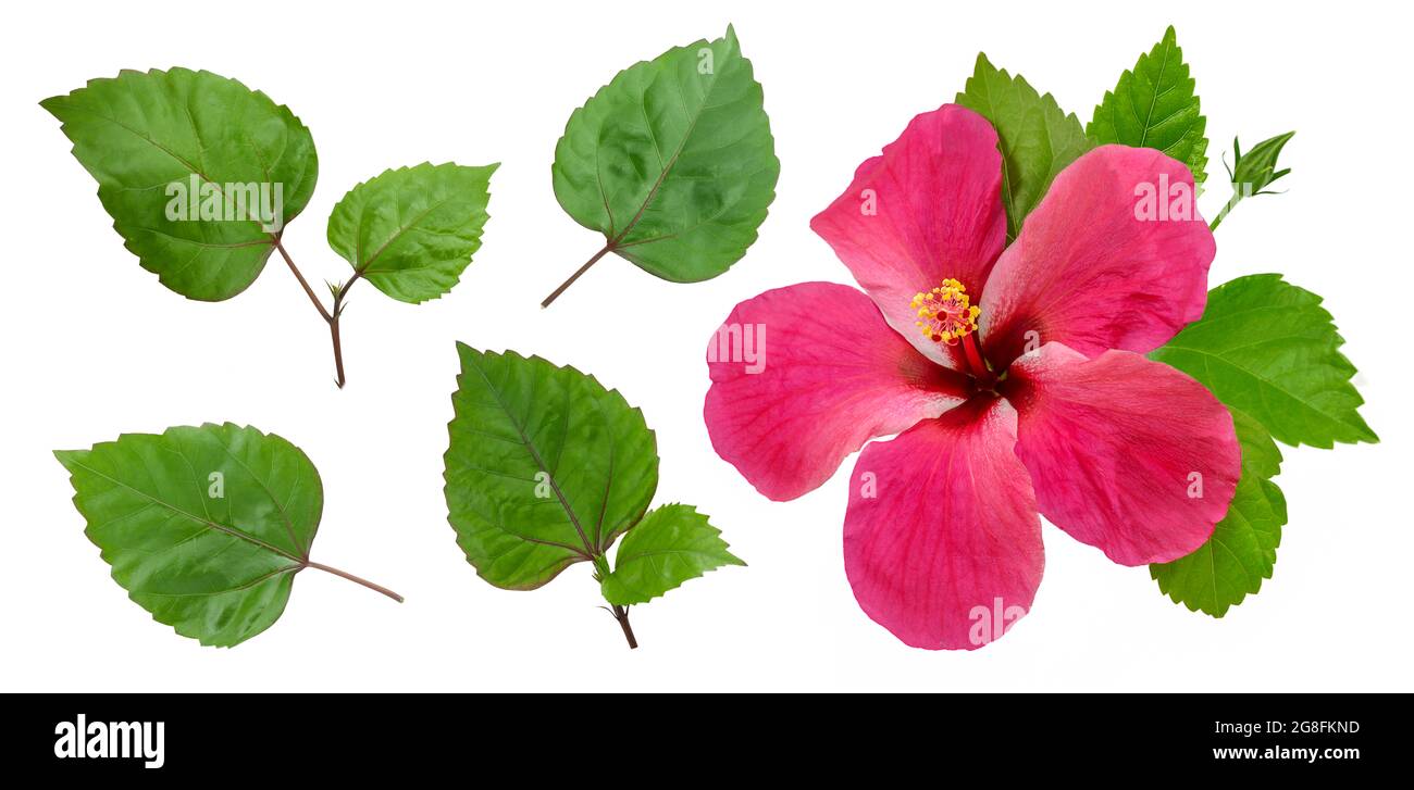 Hibiscus flower isolated on white background Stock Photo