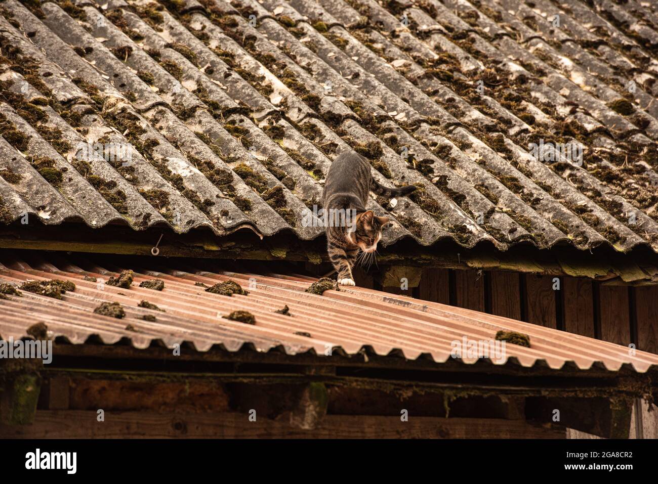 Cat walking on a tin roof. Stock Photo