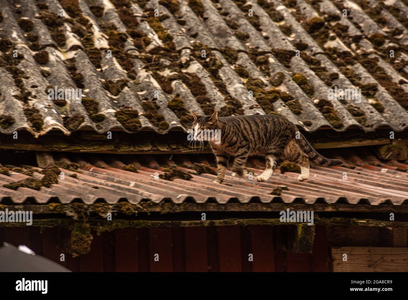 Cat walking on a tin roof. Stock Photo