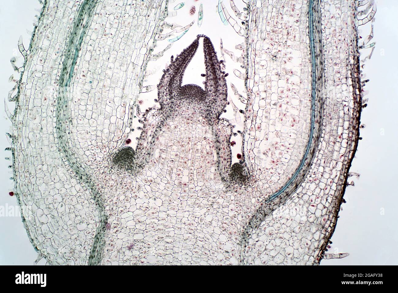 Meristem, light micrograph Stock Photo