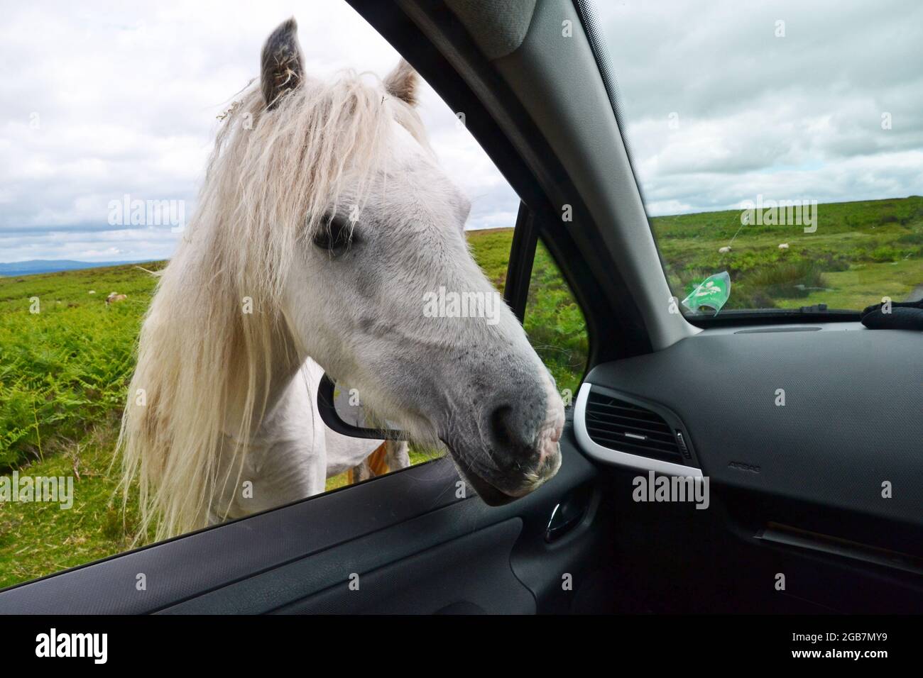 Horse looking into car on the Long Mynd in the Shropshire Hills, UK Stock Photo