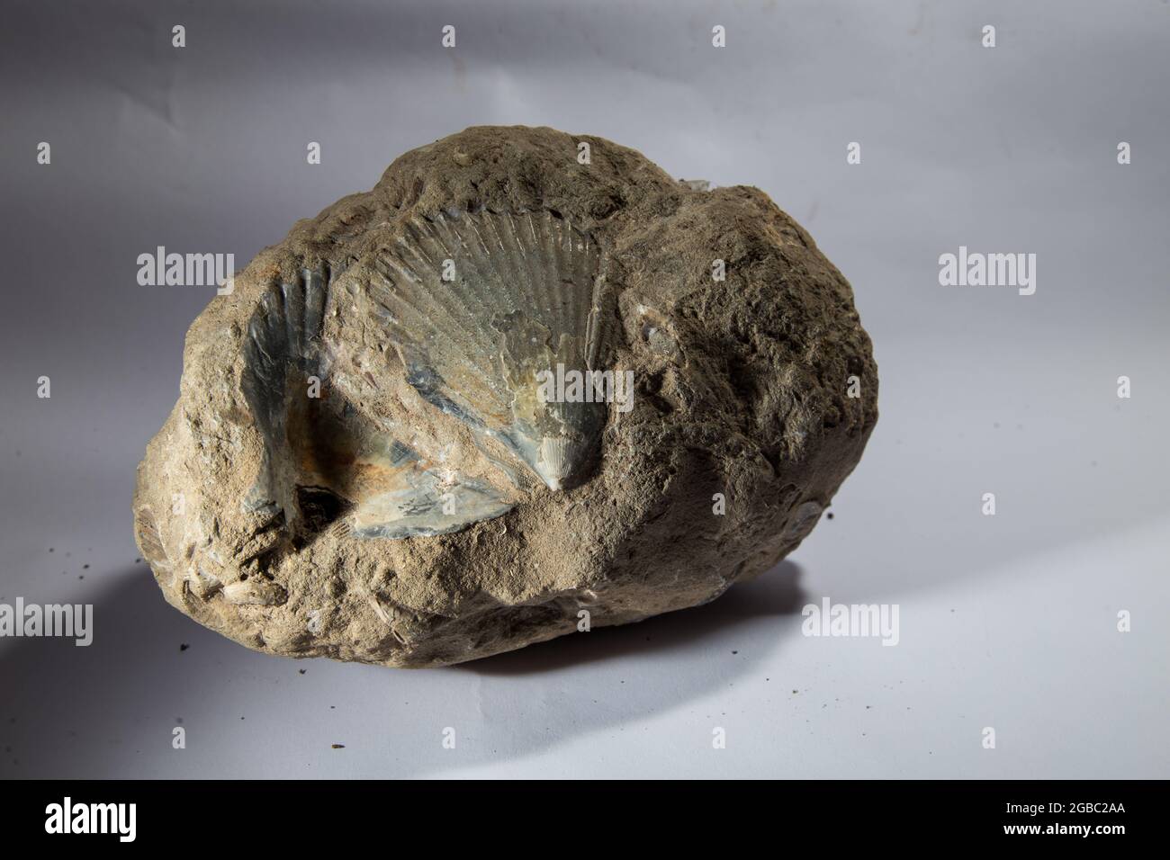 tropical fossil of big mammal at West Java Indonesia Stock Photo