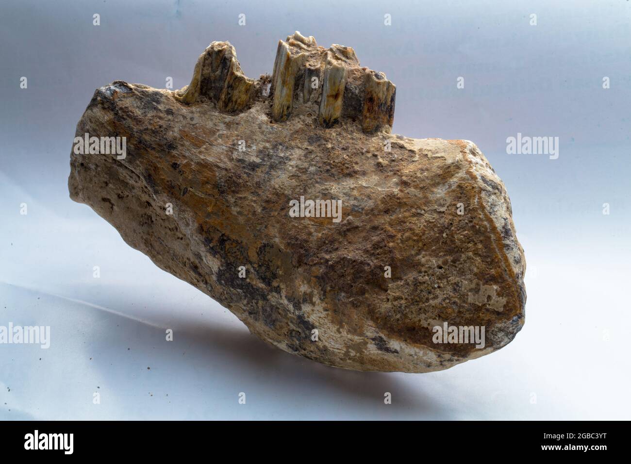 fossil of big mammal at West Java of Indonesia Stock Photo