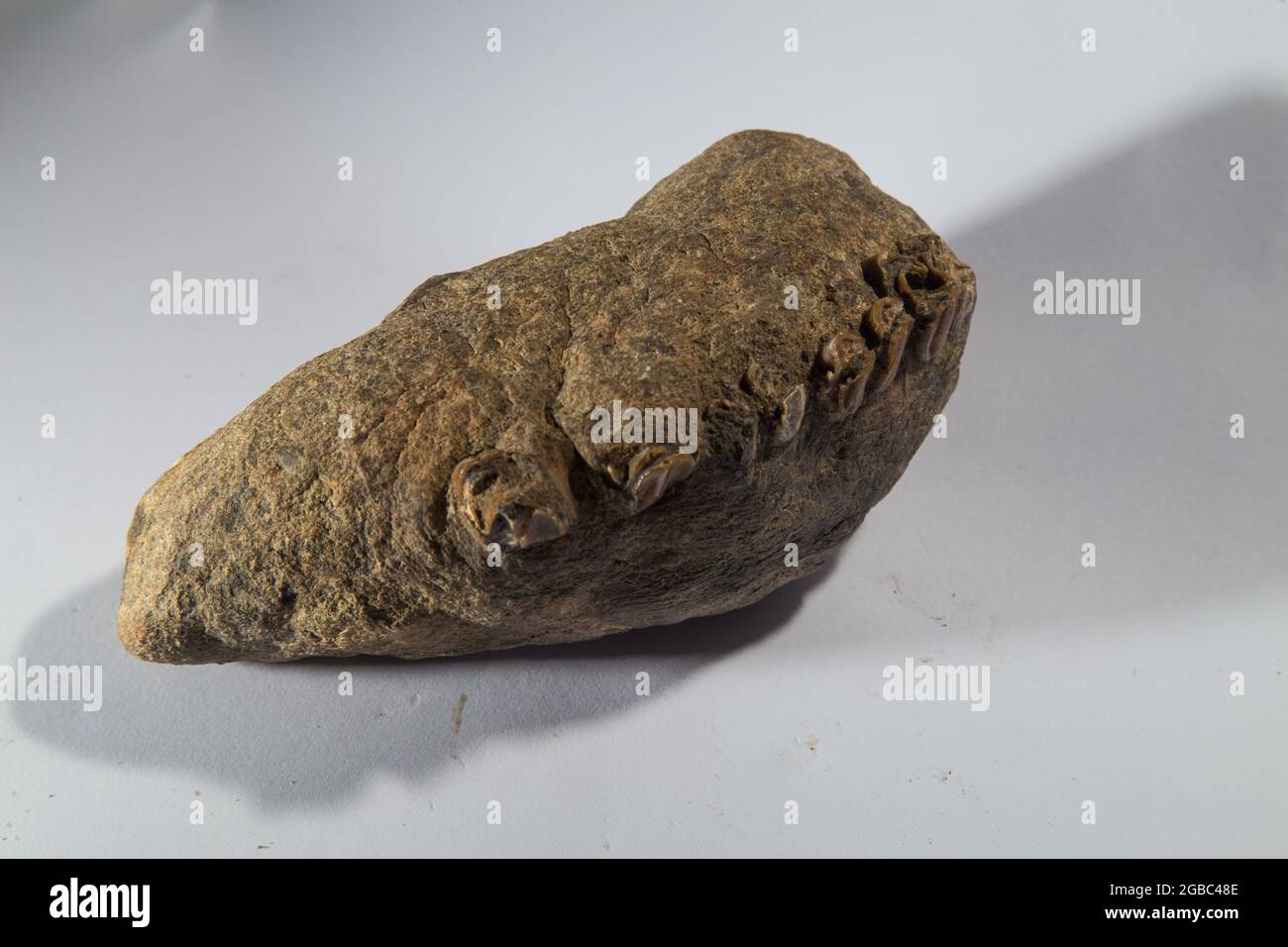 tropical fossil of big mammal at West Java Indonesia Stock Photo