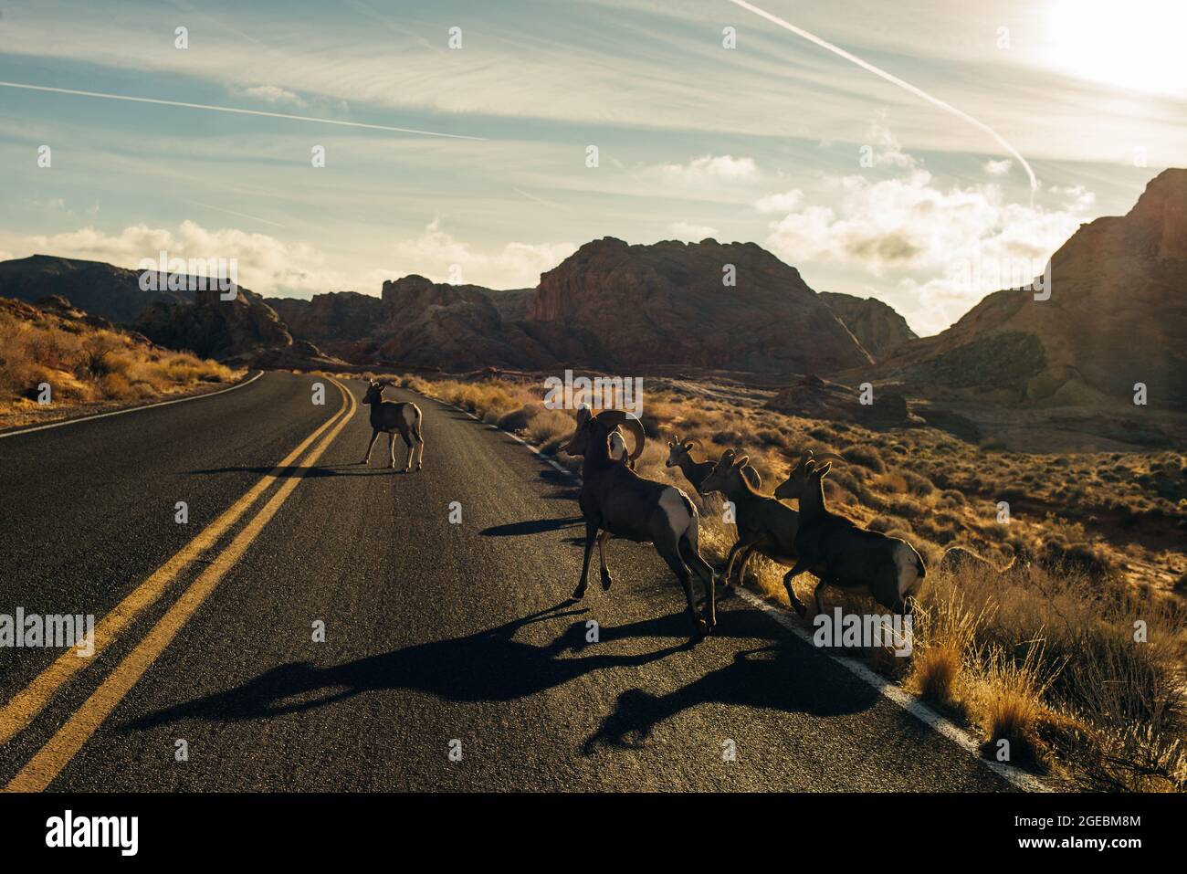 The wild goats walk in the desert in the Valley of Fire, Nevada, USA. High quality photo Stock Photo