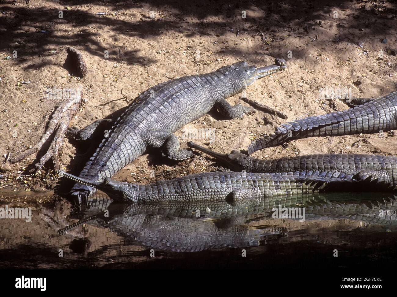 Gharial (Gavialis gangeticus) or Gavial Madras Crocodile Bank, Tamil Nadu, India Stock Photo