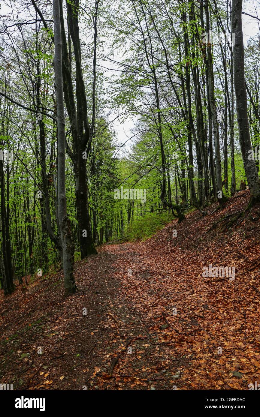 Old path in forest Stock Photo