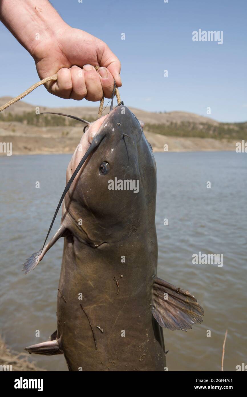 Nice channel catfish (Ictalurus punctatus) caught at Rock Creek from the Missouri River, MT. Stock Photo