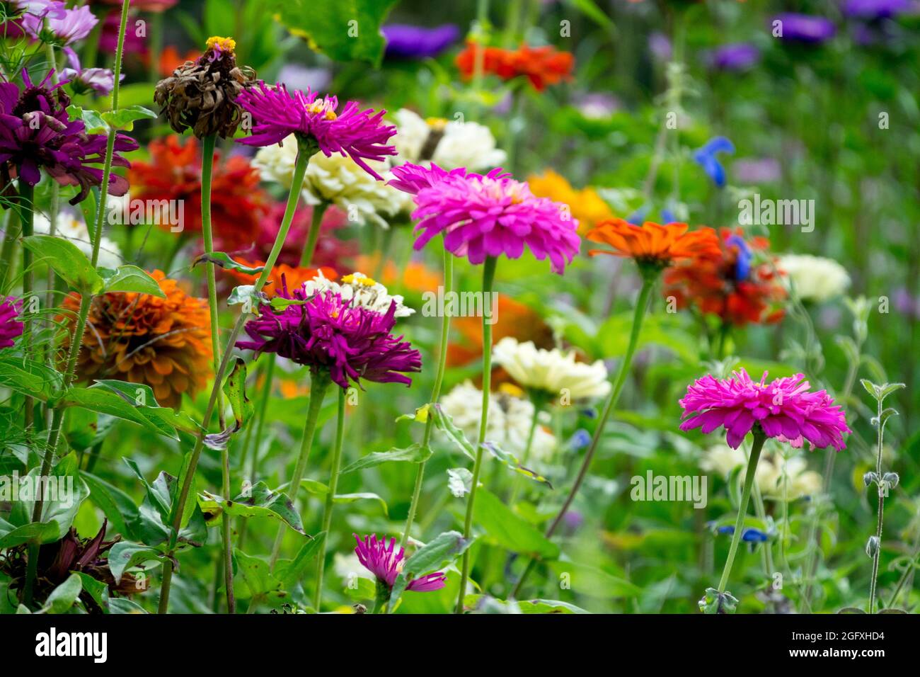 Late summer garden Colorful Zinnia mixed Zinnias multicolored flowers Stock Photo