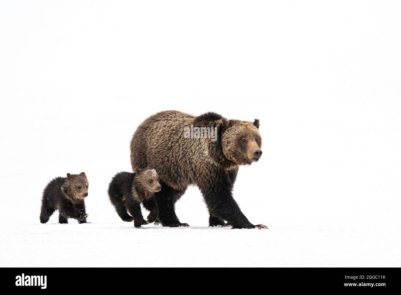 Grizzly Bear Stock Photo