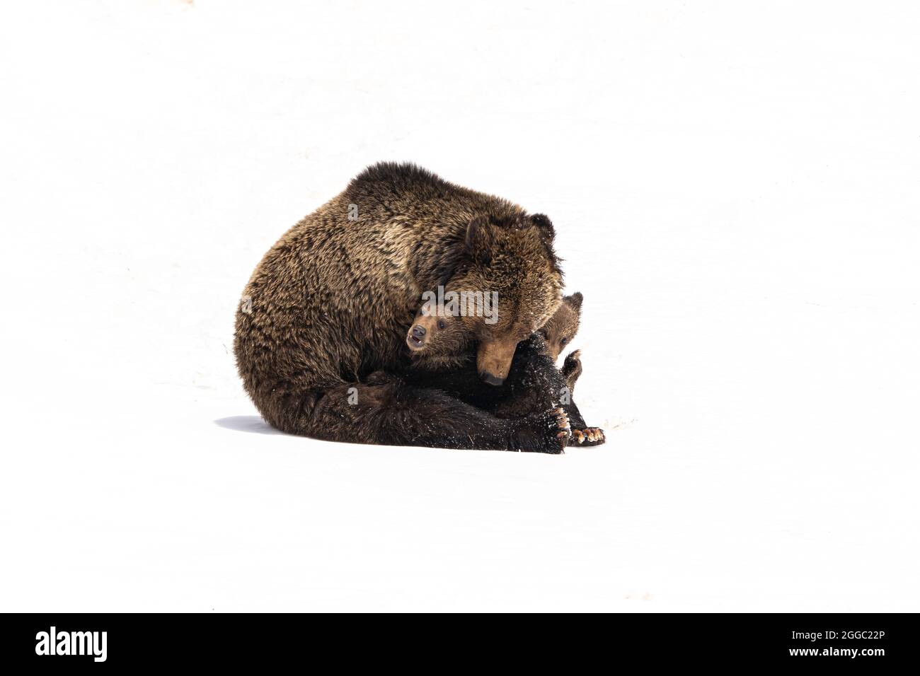 Grizzly Bear Stock Photo