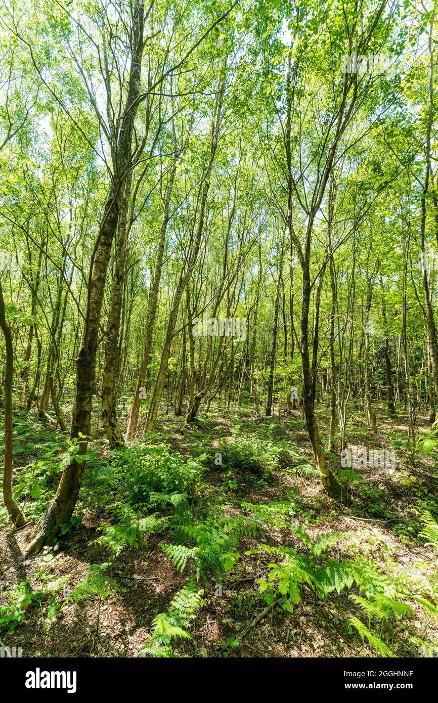 Inside a mainly birch woodland with trees, ferns and undergrowth in bright sunlight at Clowes Wood, Kent, England. Managed by the Forestry Commission. Stock Photo