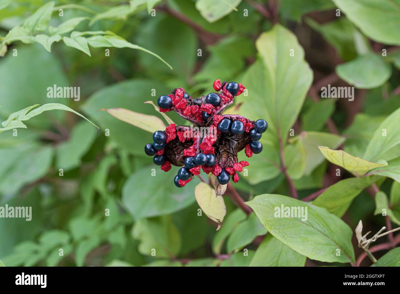 Golden peony, Caucasian peony (Paeonia mlokosewitschii, Paeonia daurica subsp. mlokosewitschii), fruit, Germany Stock Photo