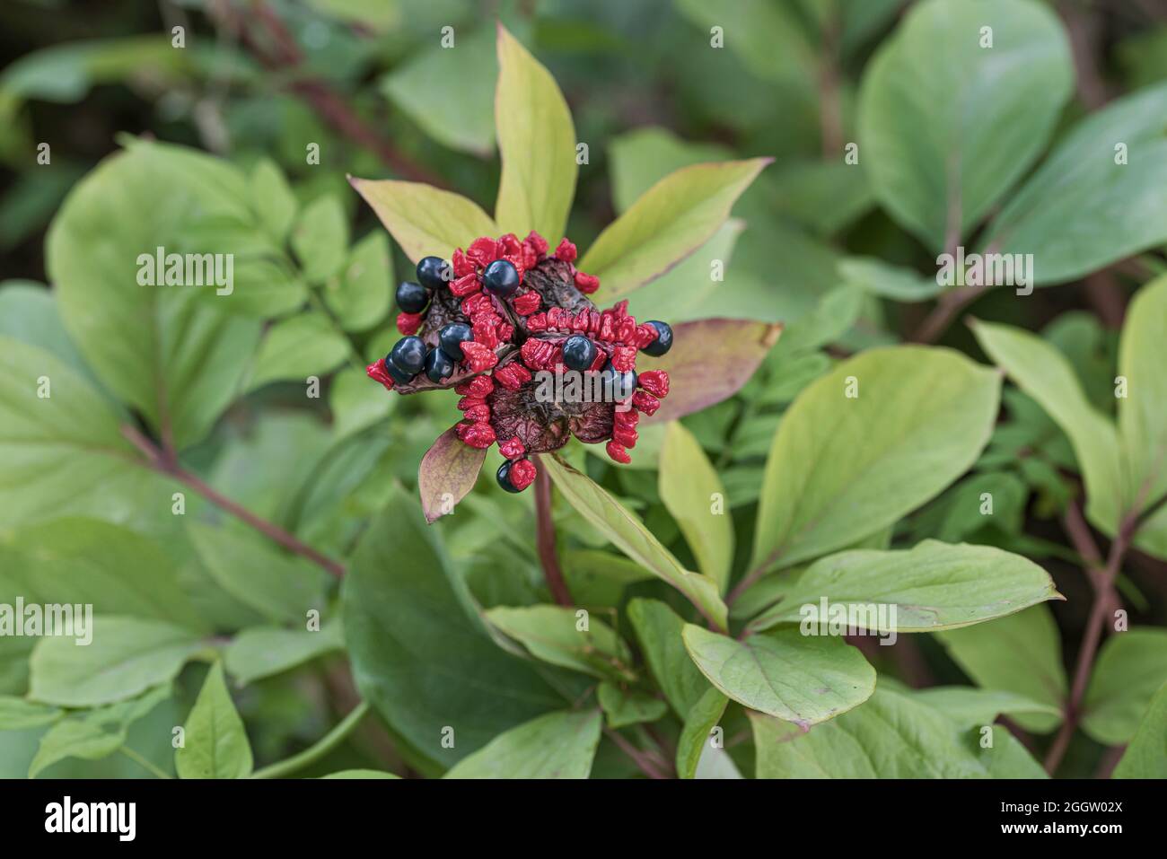 Golden peony, Caucasian peony (Paeonia mlokosewitschii, Paeonia daurica subsp. mlokosewitschii), fruit Stock Photo