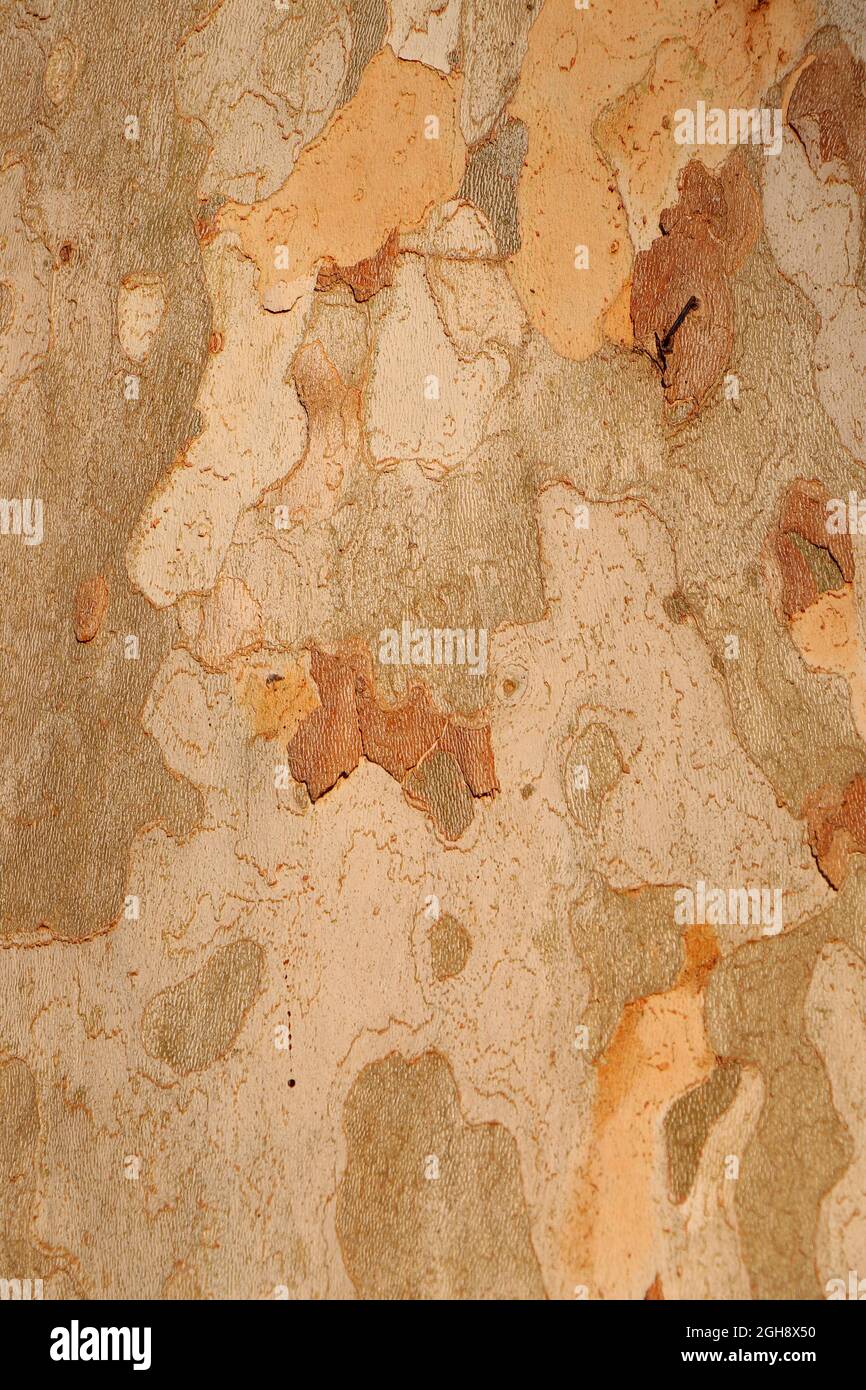 Tree Bark texture of Platanus occidentalis. Stock Photo