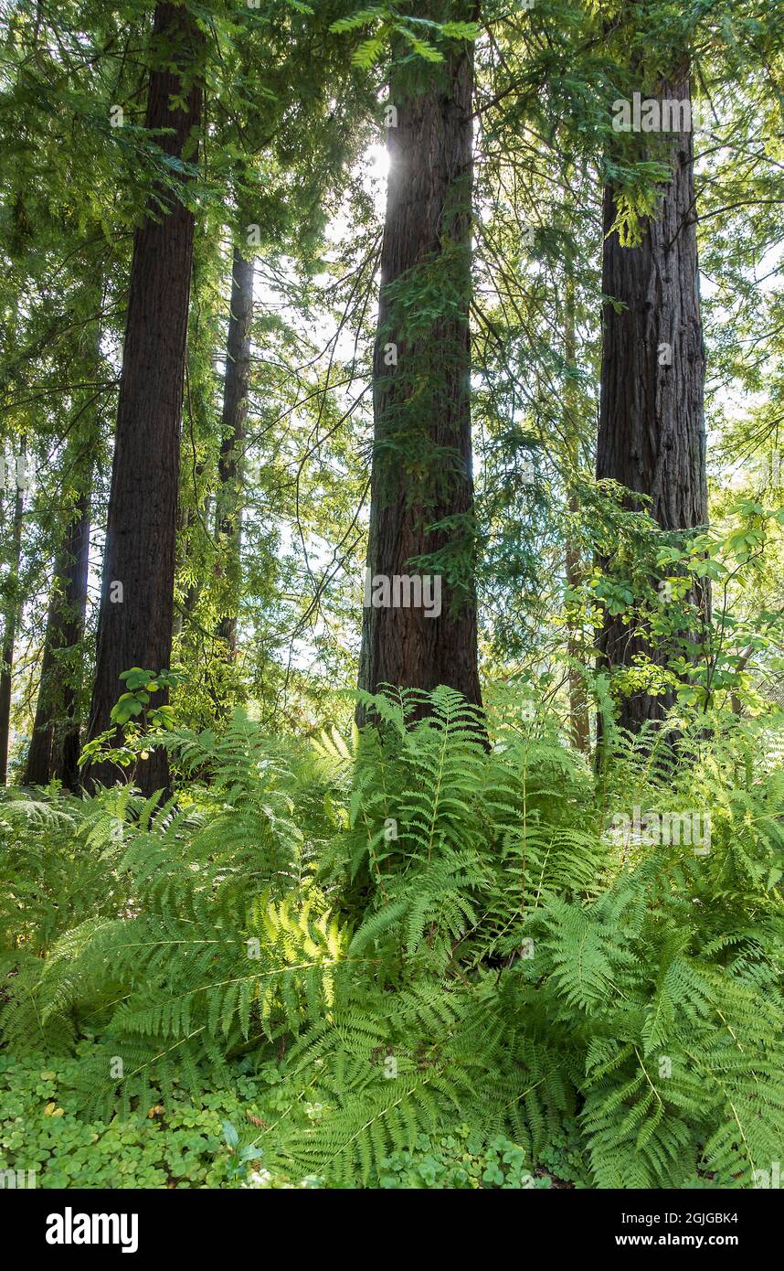 Ferns and trees in California wood Stock Photo