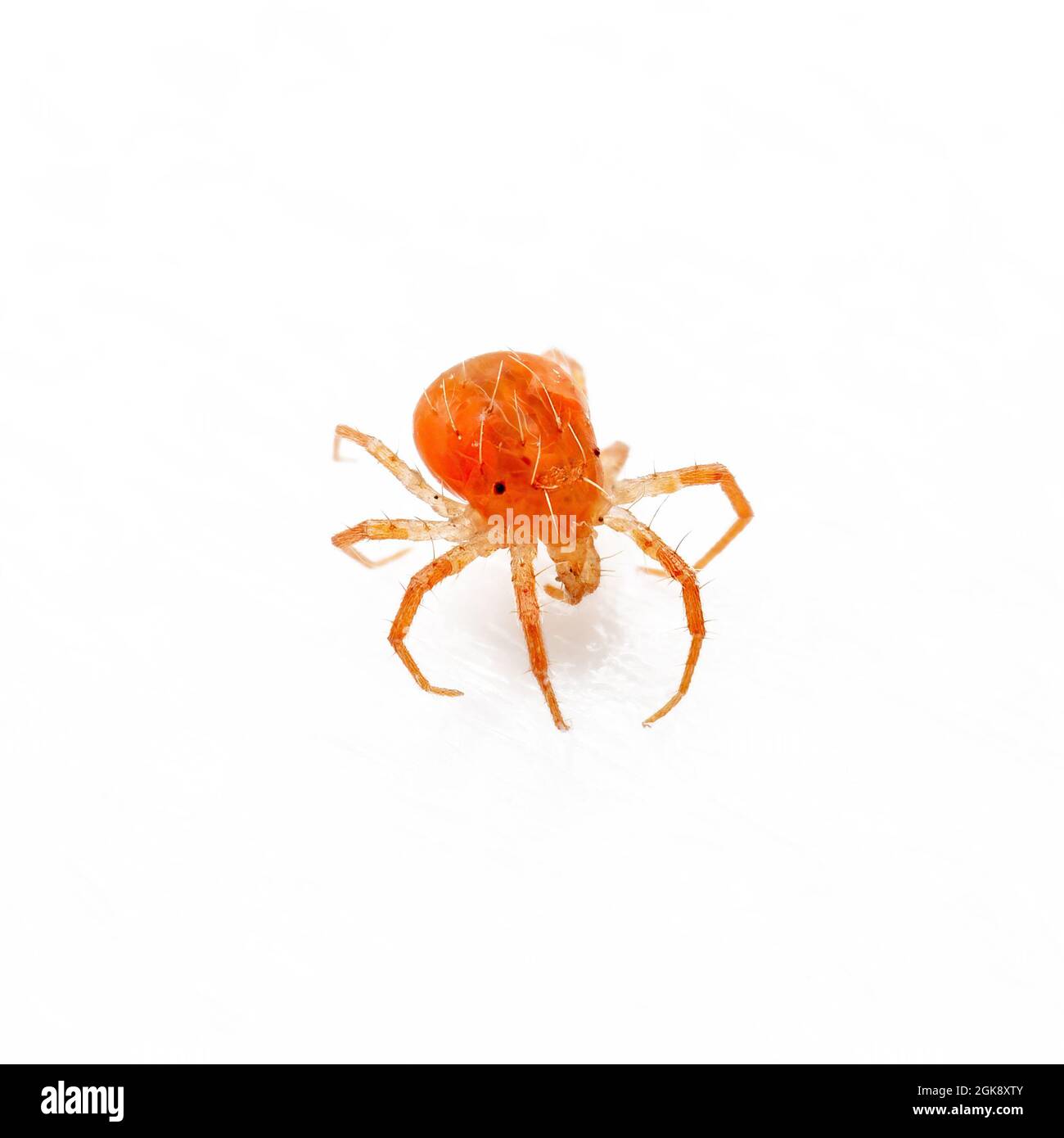 Anystis Baccarum Mite or Whirligig Red Velvet Mite Arachnid Predator Tick Isolated on White Background Stock Photo