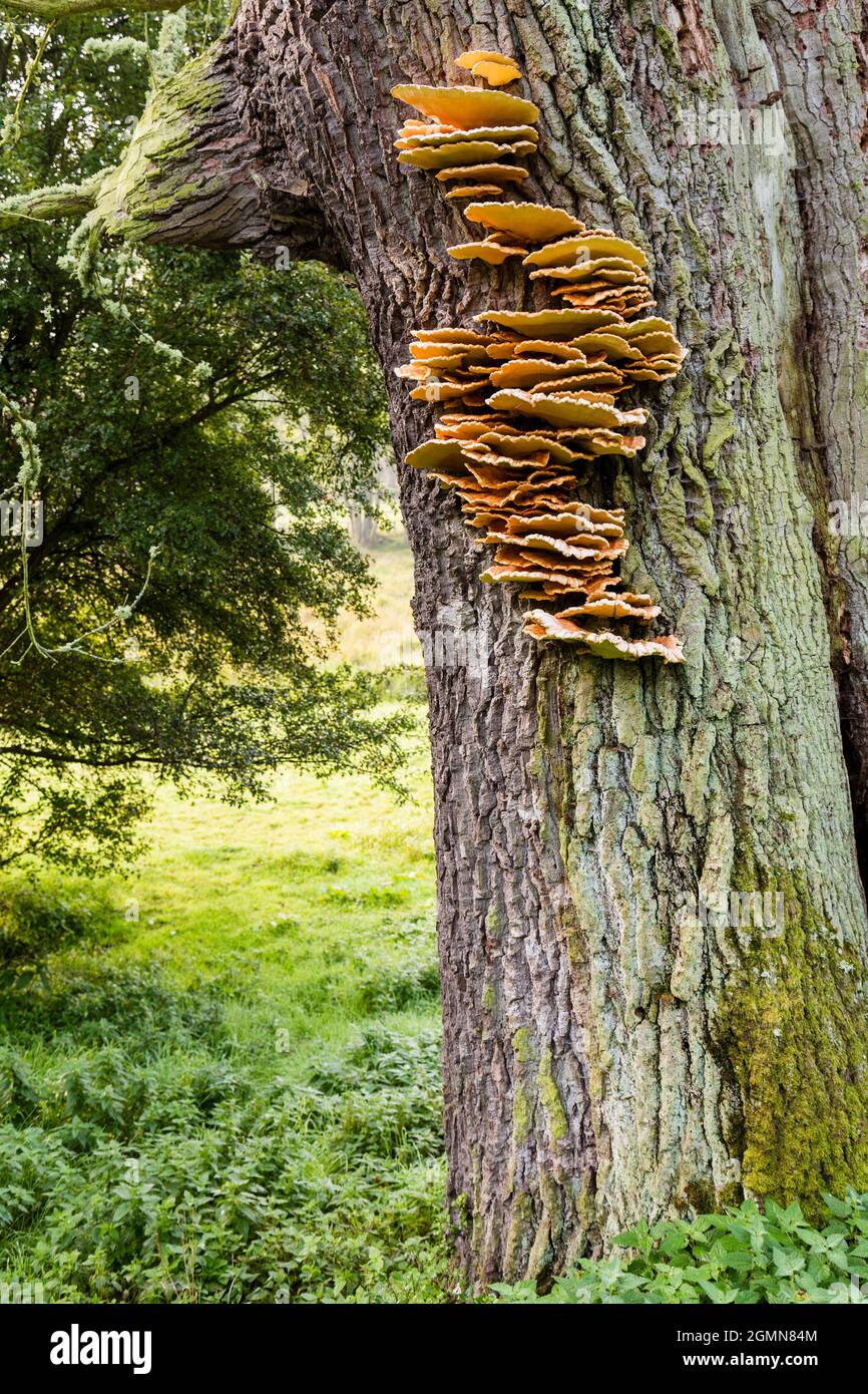 The Chicken of the Woods, Aulphur polypore, Sulphur shelf (Laetiporus sulphureus), on an old dead oak, silvopasture, Germany, Brandenburg, NSG Stock Photo